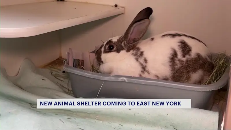 Story image: State-of-the-art animal shelter coming to East New York 