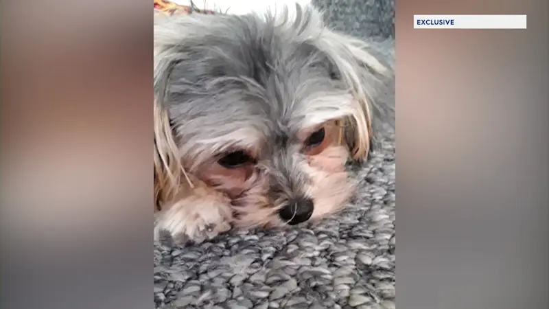 Story image: Freeport family devastated over handling of deceased dog’s remains