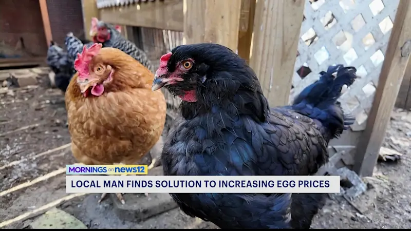 Story image: Backyard chickens help Brooklynite beat rising egg prices