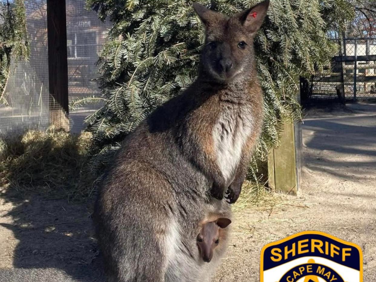 Credit: Cape May County Sheriff's Office