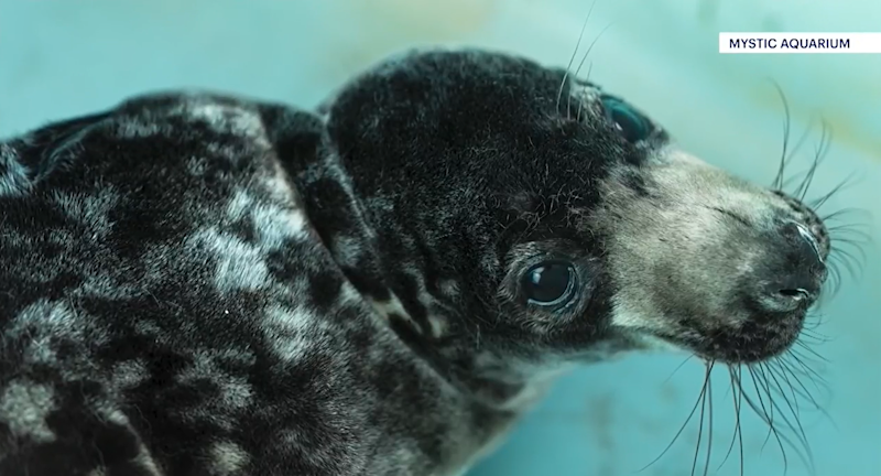 Story image: Mystic Aquarium announces death of ‘Chappy,’ the gray seal pup