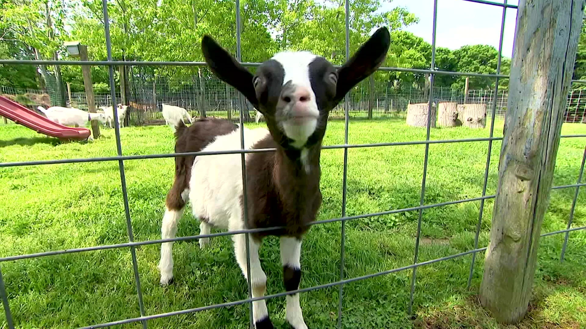East End Full Show: Claudios, Sagaponack Farm Distillery, Catapano