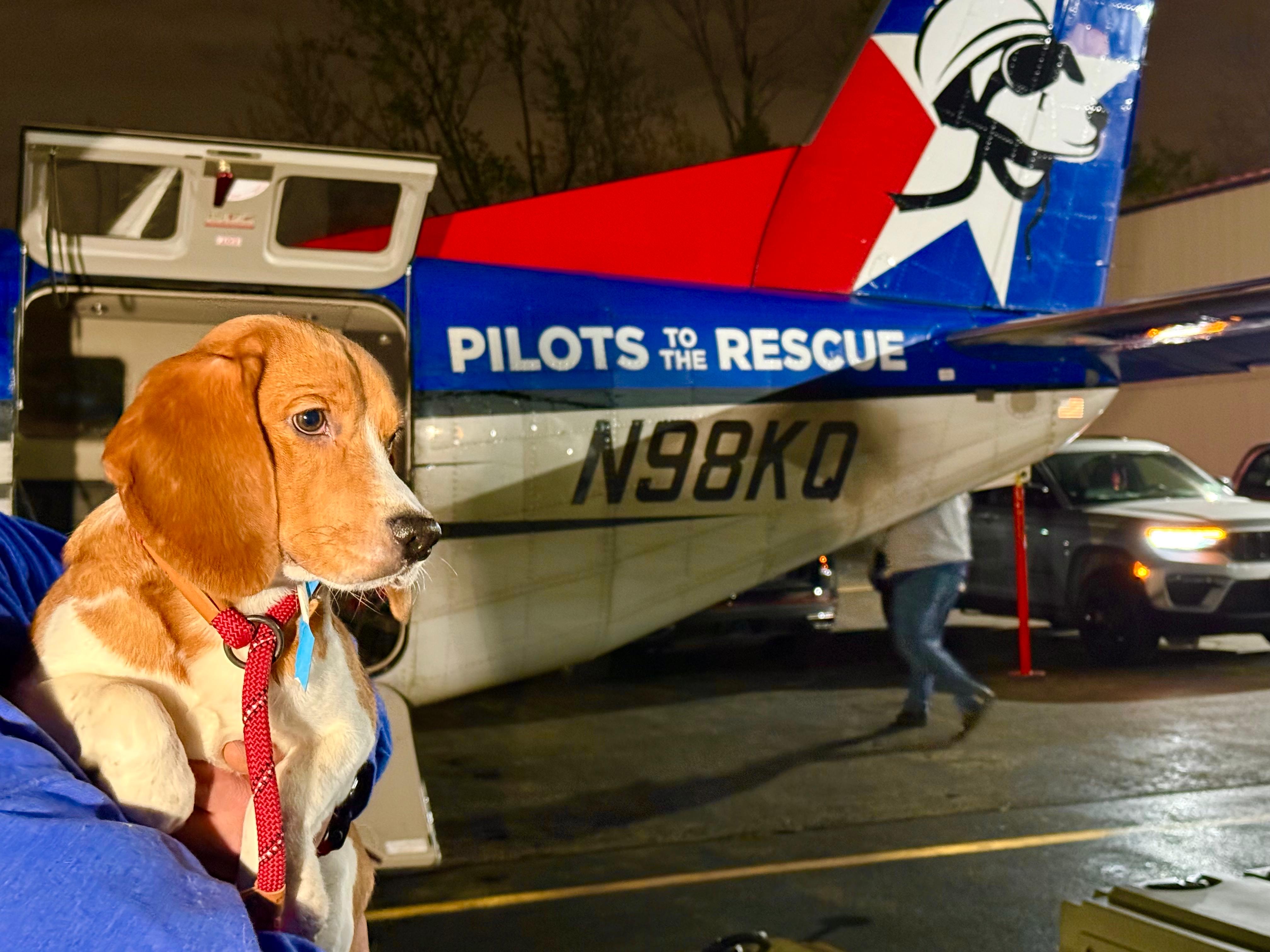 Beagles rescued