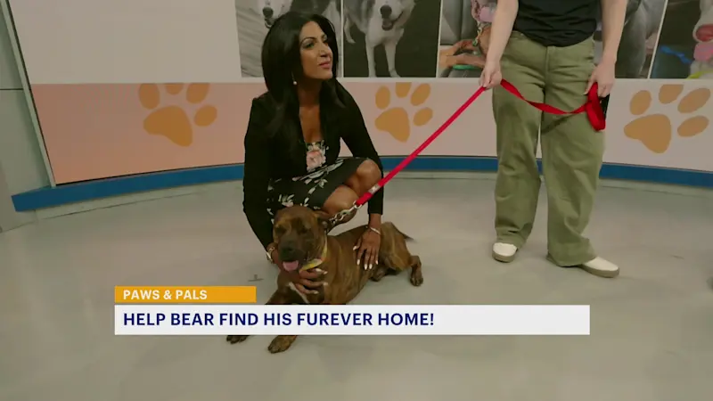 Story image: Paws and Pals: Bear will be your best friend