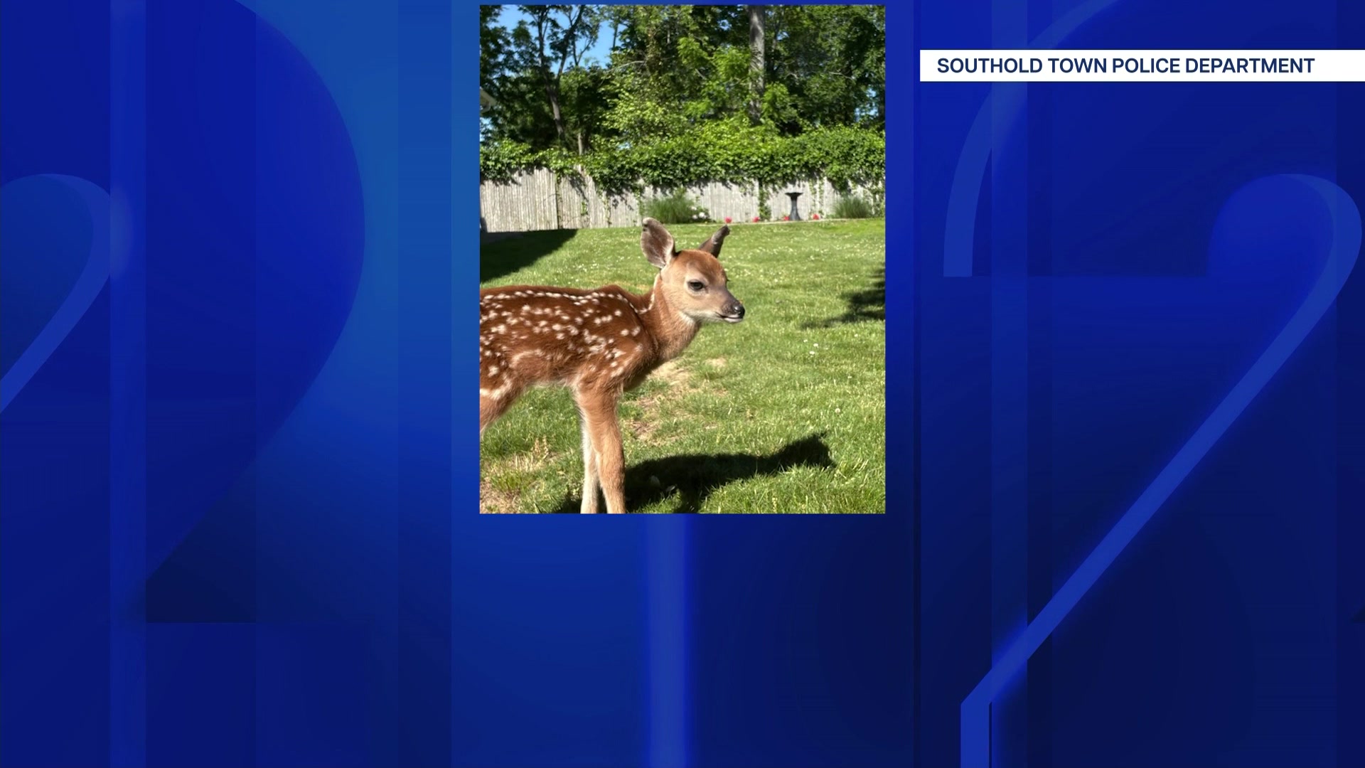 67deerrescue_2026-06-07-06-22-57