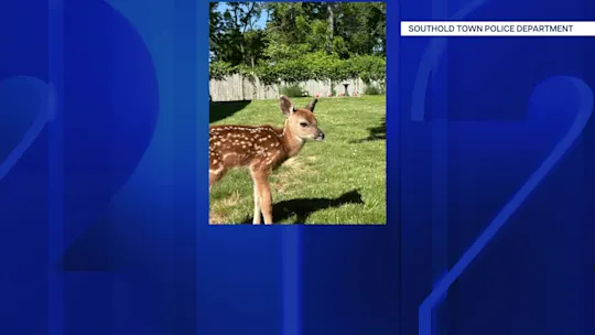 67deerrescue_2026-06-07-06-22-57