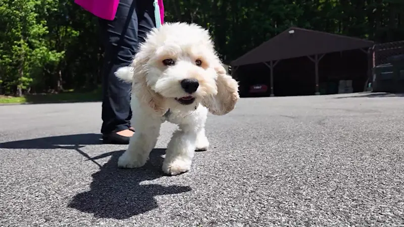 Story image: Puppy hospitalized after cannabis exposure; owner issues warning