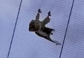 osprey