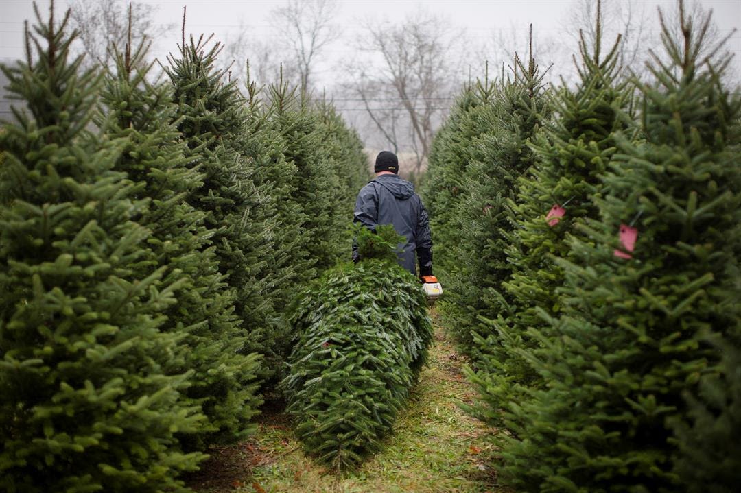 Fraser Fir Christmas Tree - Wyckoff's Christmas Tree Farm