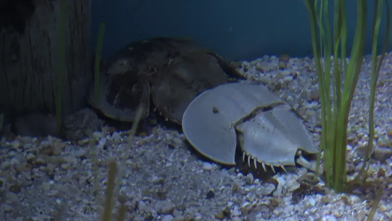 Story image: 'Heartbreaking.' Aquarium scientists sound alarm on declining horseshoe crab population