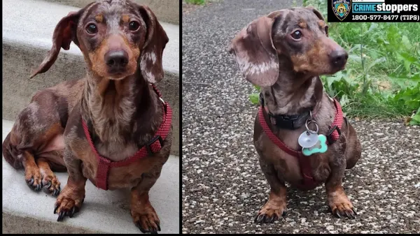 NYPD: Suspects wanted for stealing 10-year-old Dachshund in Longwood