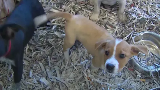 Animal Abuse Pt 2 MS 101326_2026-10-13-17-11-28