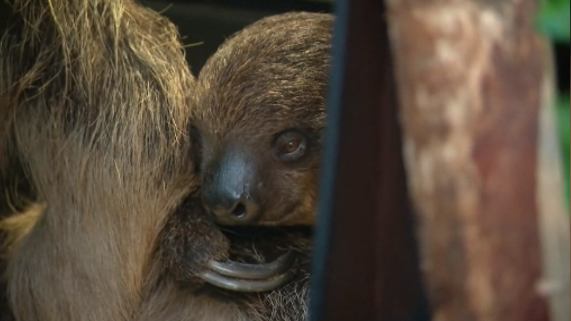 News 12 | Long Island | Judge Orders Sloth Encounters To Temporarily ...