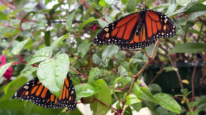 Story image: Sweetbriar Nature Center wildlife rehabilitation director performs wing transplant on monarch butterfly