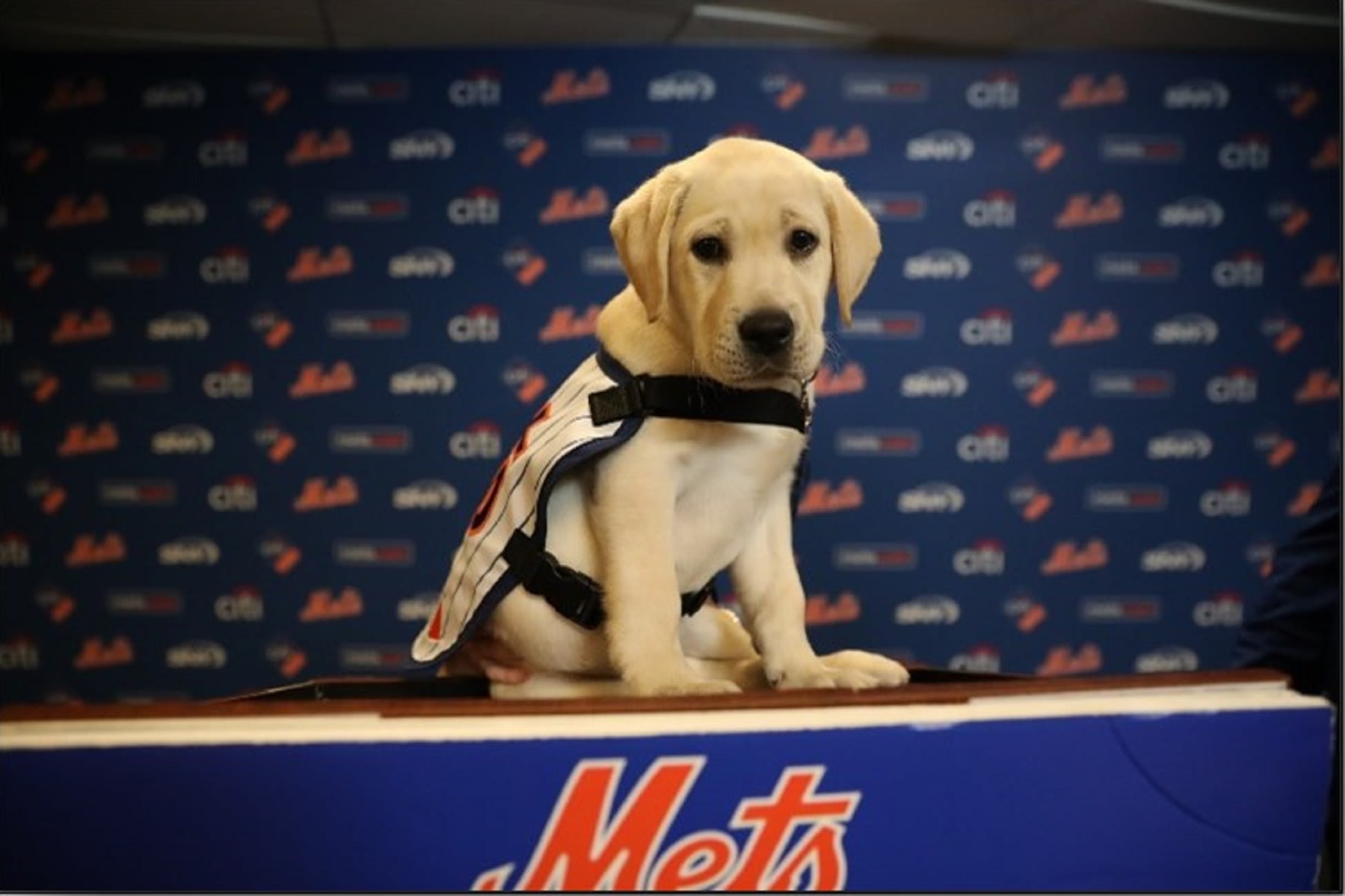 The results are in: The Mets' service puppy has a name