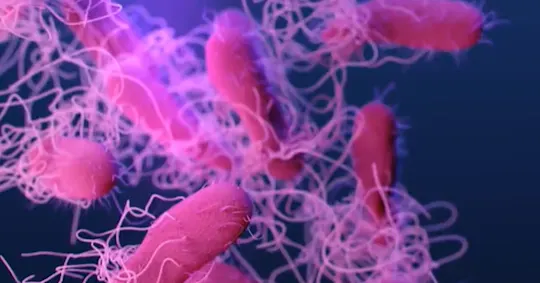 Cyclospora