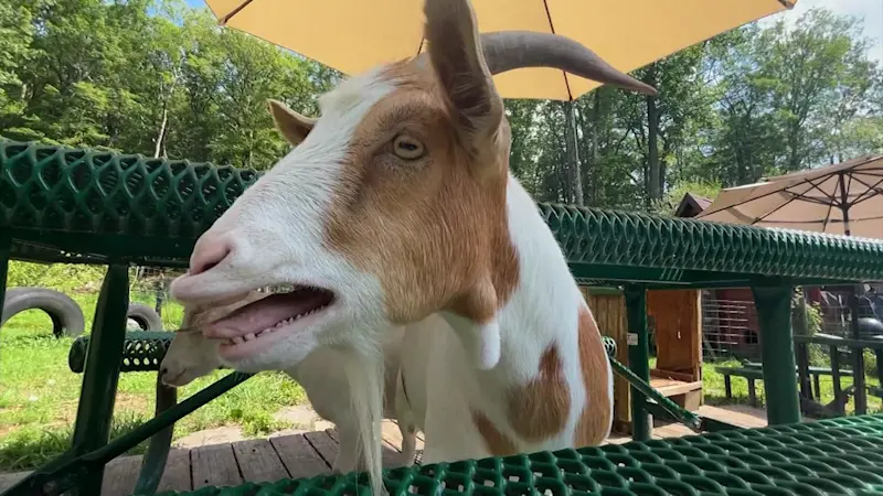 Story image: Hiking with goats: Ulster County sanctuary offers healing for people and animals