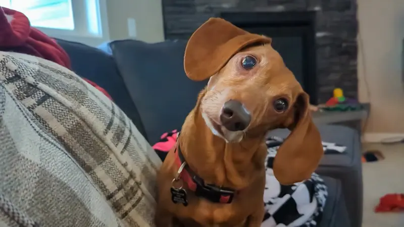 Story image: be Well: Protecting your pet's ear health