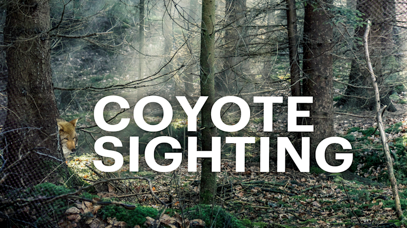 Story image: Coyotes spotted in Van Cortlandt Park