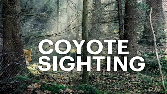 coyote sighting