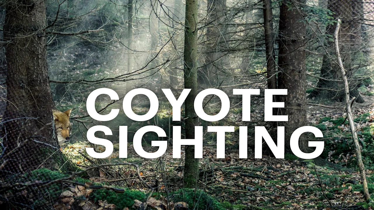 coyote sighting