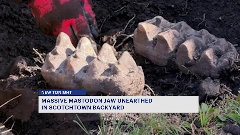 Story image: Mastodon bones from the Ice Age unearthed in Orange County backyard