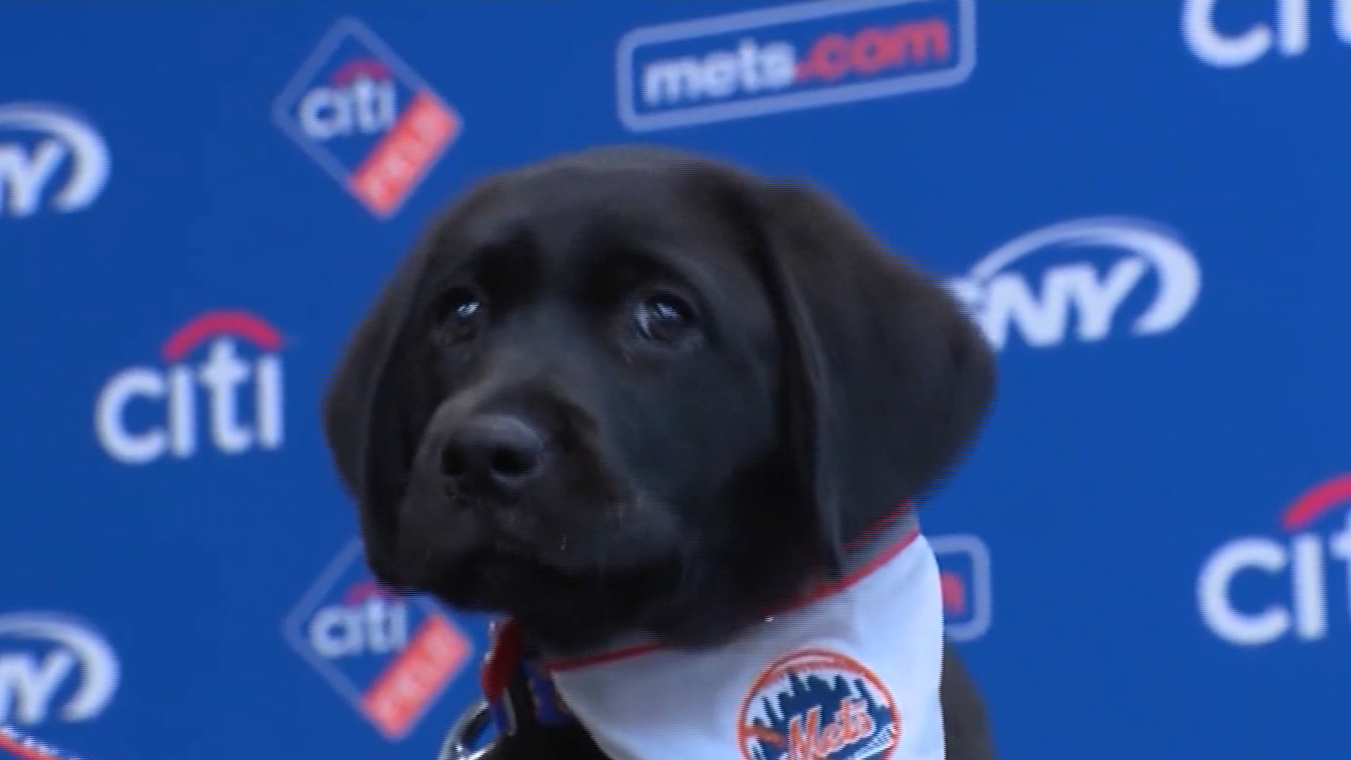 Meet Seaver: The Mets' new service dog!