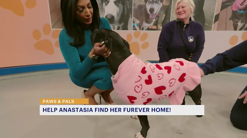 Story image: Paws and Pals: After nearly 1,000 days, 'Anastasia' needs a furever home