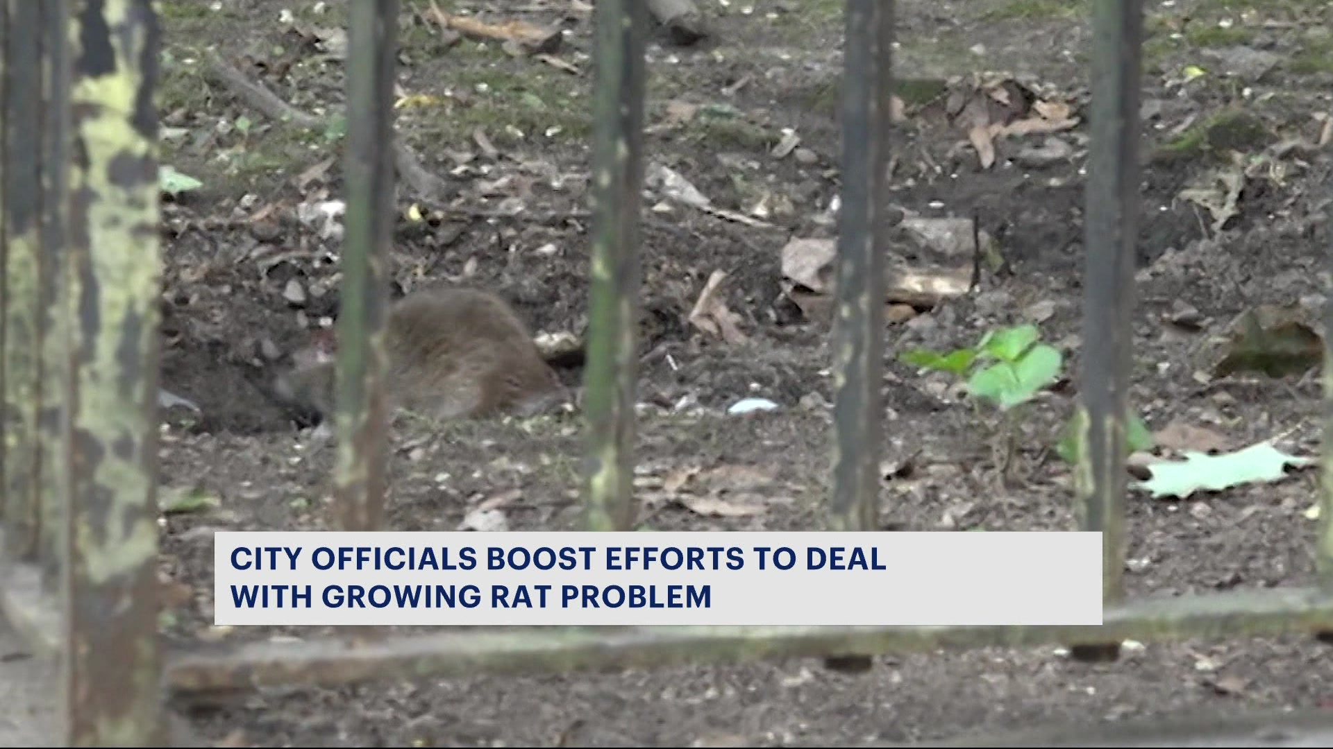 Officials ramping up efforts in war on city rats
