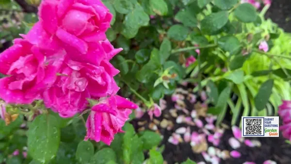 Garden Guide: This is why your plants are blooming better than usual this year