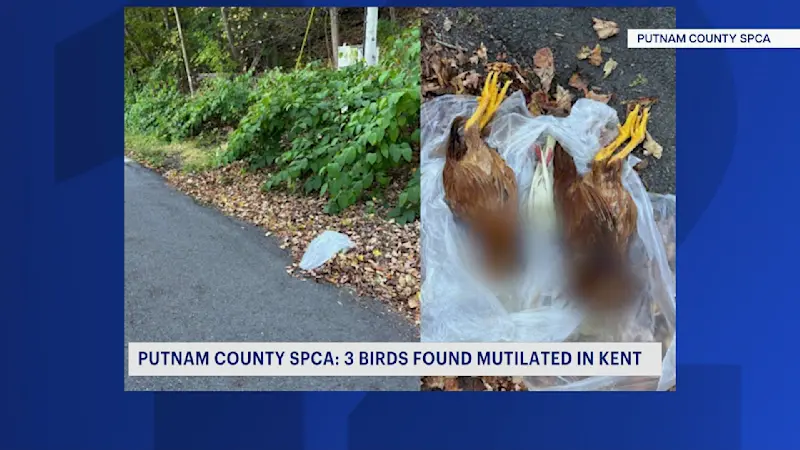 Story image: Mutilated birds found near roadside in Kent