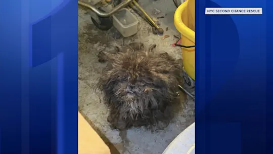 animalabusecaseBX6PZC_2026-08-30-18-27-38