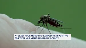 Health officials: 4 mosquito samples in Suffolk County test positive for West Nile virus 