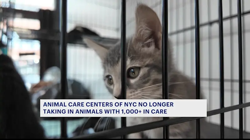 Story image: Animal Care Centers of NYC hits record number of animals, suspends intake
