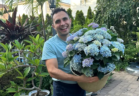 hydrangeas 