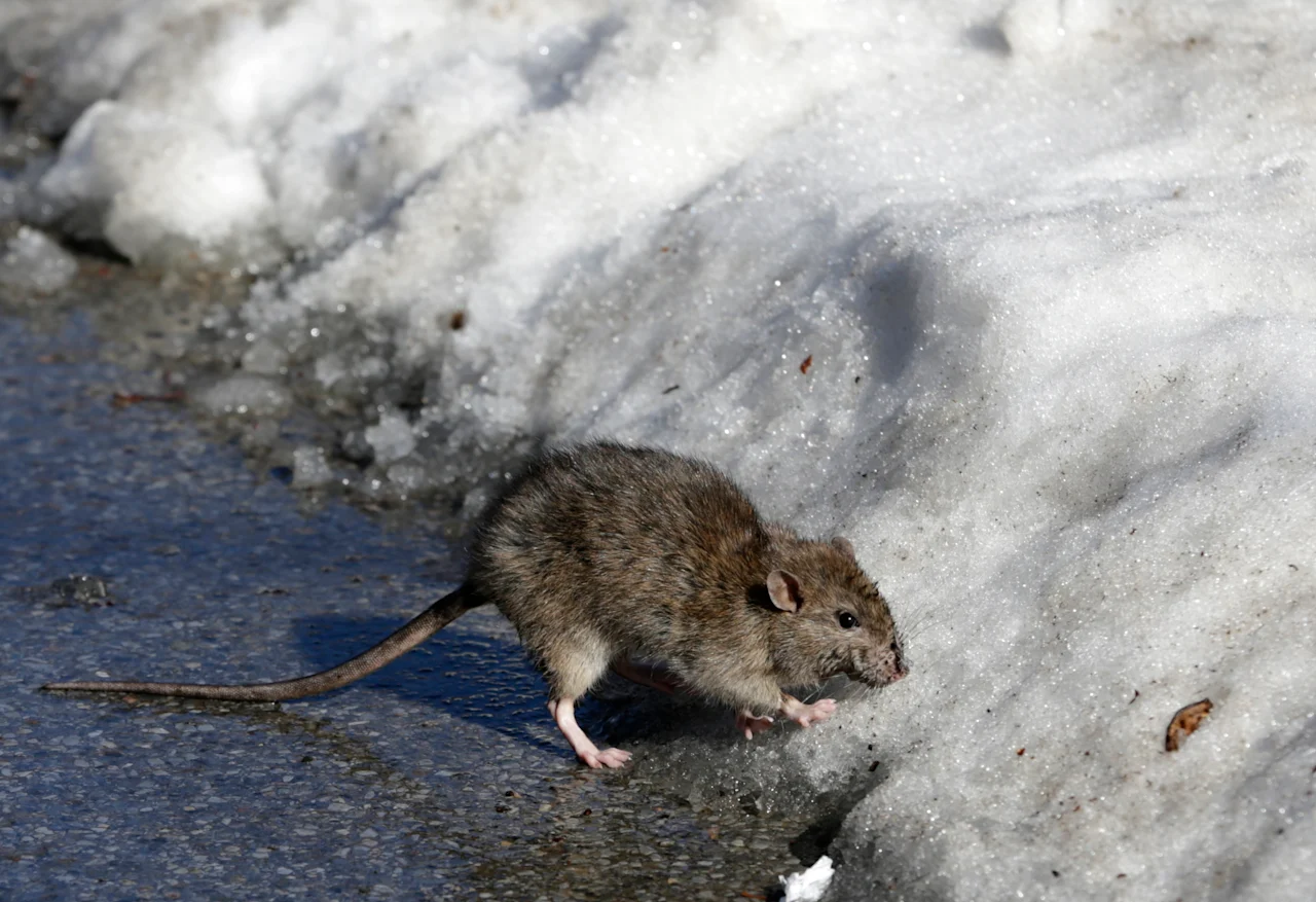 Rats in snow