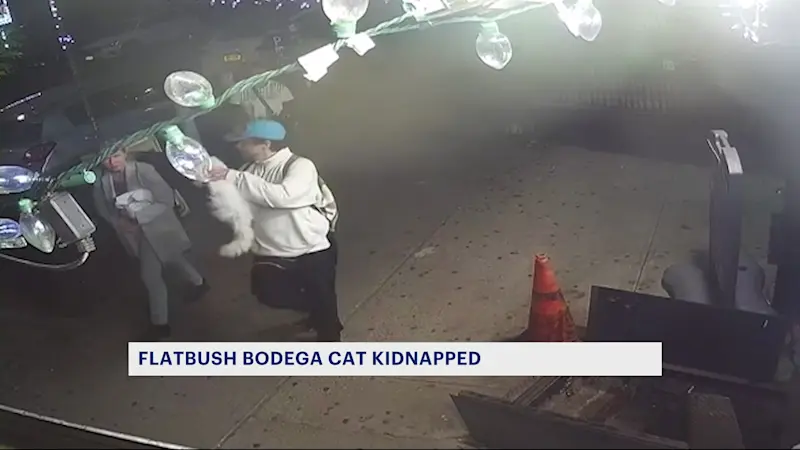 Story image: Bodega cat stolen in Flatbush, owner offers reward
