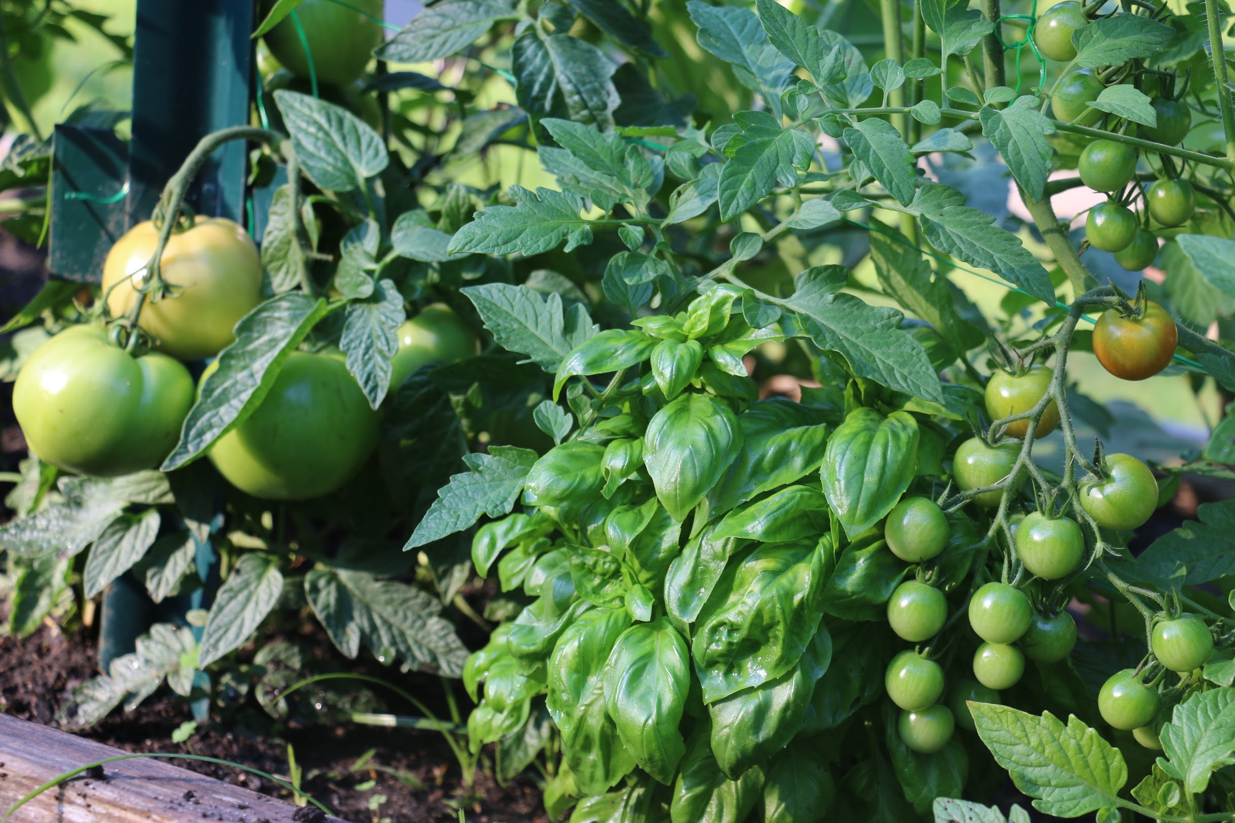 Tomato