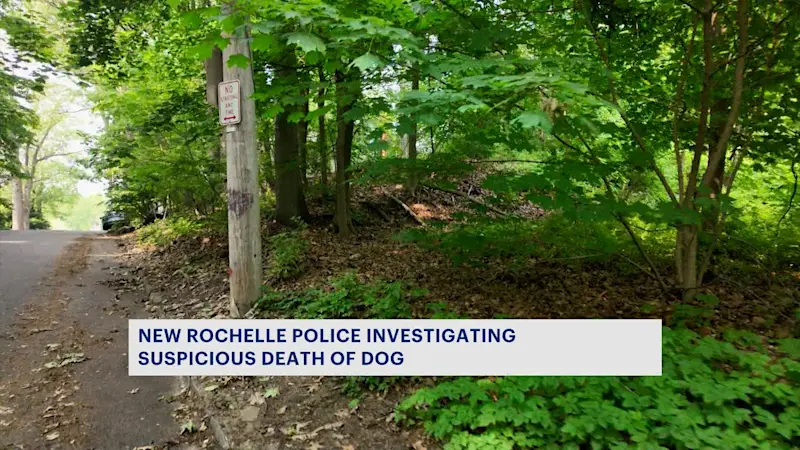 Story image: Investigation underway into dog's death in New Rochelle 