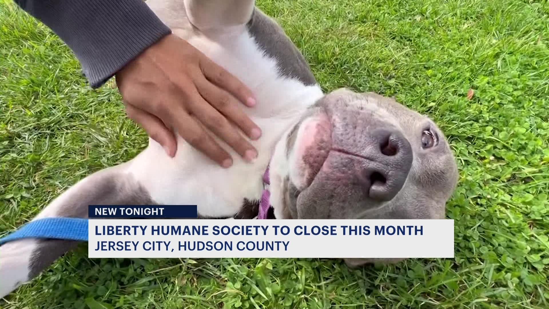 Get Involved: End Discriminatory Breed Practices in New Jersey - Liberty  Humane Society