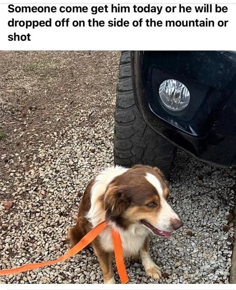 SPCA.jpg