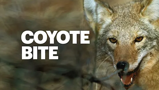 coyote copy