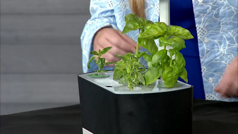 Story image: be Well: Growing herbs using hydroponics