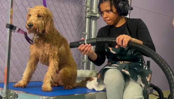 School offers free dog groomings so students can sharpen their skills