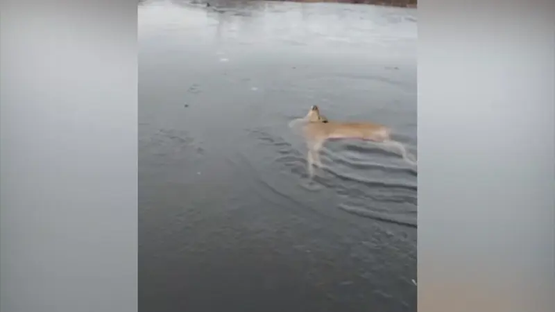 Story image: Local wildlife rescue groups save deer that fell in icy river in Yaphank