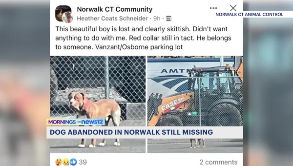 Abandoned tan pit bull escapes in Norwalk, authorities seek information