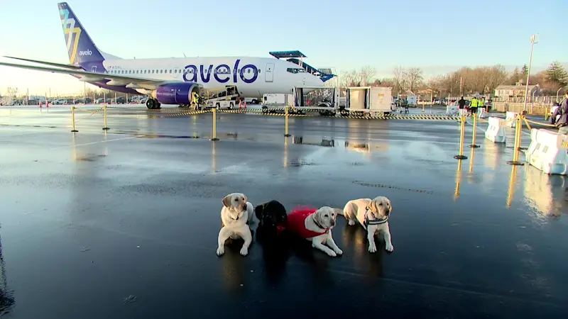 Story image: Furry friends keep holiday travelers company