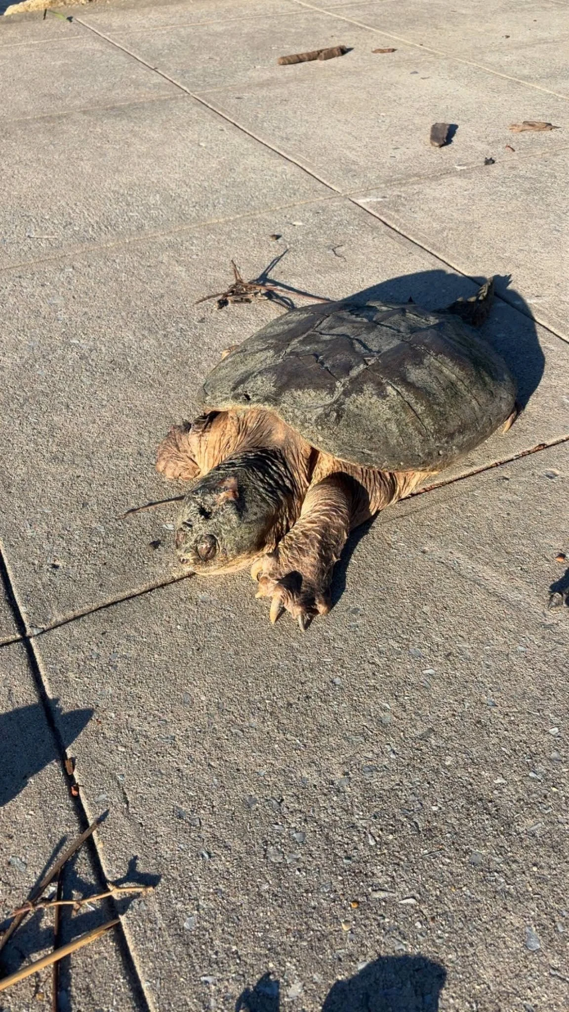 snapping turtle