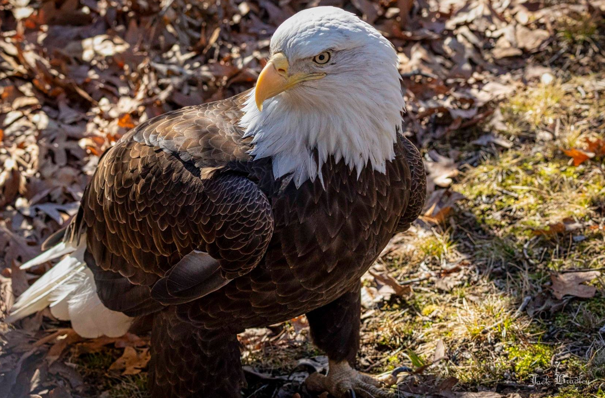 eagle2