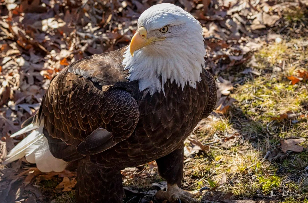 eagle2